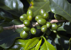 coffee plant with green coffee berries