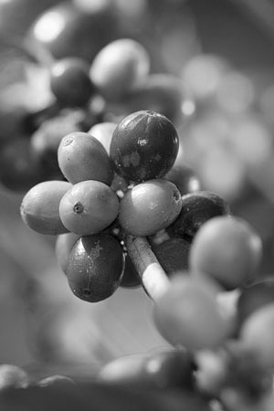 ripening coffee berries on a coffee plant