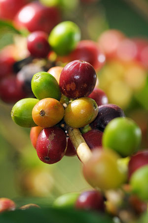 ripening coffee berries on a coffee plant