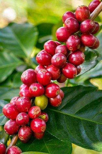 coffee berries ripening on a coffee tree